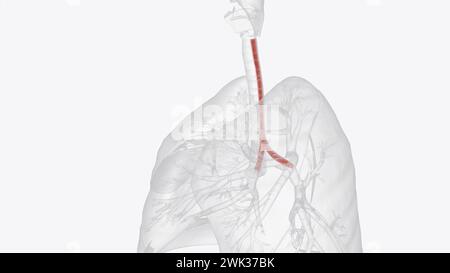 Le muscle trachéal est une feuille de muscle lisse dans la trachée 3d illustration Banque D'Images