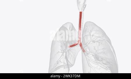 Le muscle trachéal est une feuille de muscle lisse dans la trachée 3d illustration Banque D'Images