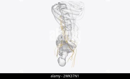 Nerfs du bassin droit et membre Iower illustration 3D. Banque D'Images