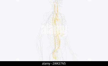 Le système nerveux autonome est un composant du système nerveux périphérique qui régule les processus physiologiques involontaires, y compris la fréquence cardiaque 3d. Banque D'Images