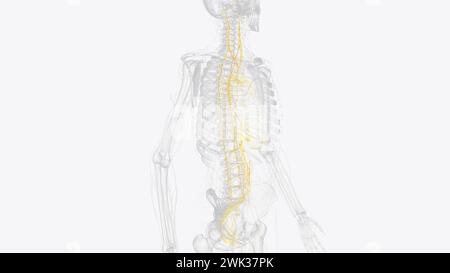 Le système nerveux autonome est un composant du système nerveux périphérique qui régule les processus physiologiques involontaires, y compris la fréquence cardiaque 3d. Banque D'Images