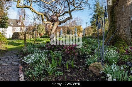 Shepherd House Garden, Inveresk, East Lothian, Écosse, Royaume-Uni 18 février 2024. Scotland's Garden Scheme Snowdrop Festival : le jardin est ouvert au public et présente une grande variété de chutes de neige. Crédit : Sally Anderson/Alamy Live News Banque D'Images