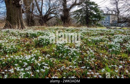 Preston Hall, Midlothian, Écosse, Royaume-Uni 18 février 2024. Week-end des chutes de neige écossaises : les gouttes de neige sont en pleine floraison sur le domaine. Crédit : Sally Anderson/Alamy Live News Banque D'Images