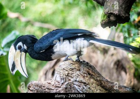 Gros plan du pied oriental Hornbill. Il a la plus grande distribution dans le genre et se trouve dans le sous-continent indien et dans toute LA MER Banque D'Images