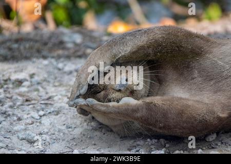 La loutre à revêtement lisse (Lutrogale perspicillata) se trouve sur le sol dans le marais Sungei Buloh de Singapour. mettez les pattes sur le visage comme jouer à cache-cache. Banque D'Images