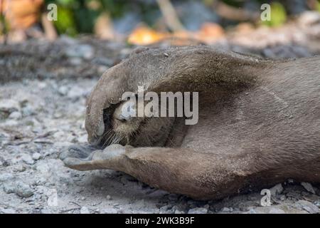 La loutre à revêtement lisse (Lutrogale perspicillata) se trouve sur le sol dans le marais Sungei Buloh de Singapour. mettez les pattes sur le visage comme jouer à cache-cache. Banque D'Images