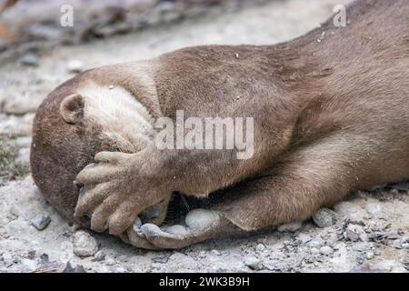 La loutre à revêtement lisse (Lutrogale perspicillata) se trouve sur le sol dans le marais Sungei Buloh de Singapour. mettez les pattes sur le visage comme jouer à cache-cache. Banque D'Images