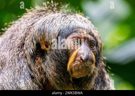 L'image en gros plan d'une femme saki à face blanche. Une espèce du singe saki du Nouveau monde, créatures arboricoles Banque D'Images