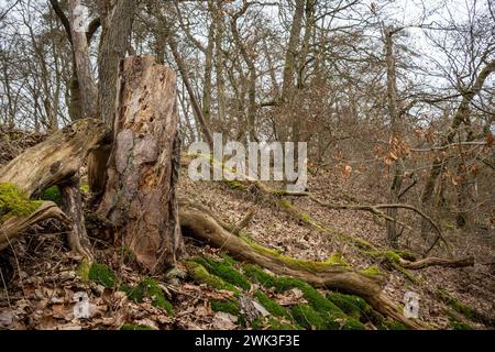 Waldlichtung nach Umweltbelastung 18.02.24, Selters : Symbolfoto, Illustrationsbild, Symbolbild, Illustrationsfoto Waldlichtung nach Umweltbelastung Ein Blick auf eine Waldlichtung, die die Spuren menschlicher Eingriffe und natürlicher Schäden offenbart. Viele Bäume wurden gefällt oder sind aufgrund ihrer maroden Zustände tot umgefallen, ein Zeugnis der Zerstörung, die durch Borkenkäferbefall und die Auswirkungen des Klimawandels verursacht wurde. Die Szene spiegelt die drängenden Herausforderungen Wider, denen sich Wälder weltweit gegenübersehen Selters Hessen Allemagne *** défrichement après Banque D'Images