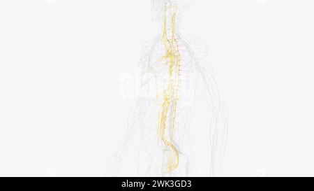 Le système nerveux autonome est un composant du système nerveux périphérique qui régule les processus physiologiques involontaires, y compris la fréquence cardiaque 3d. Banque D'Images