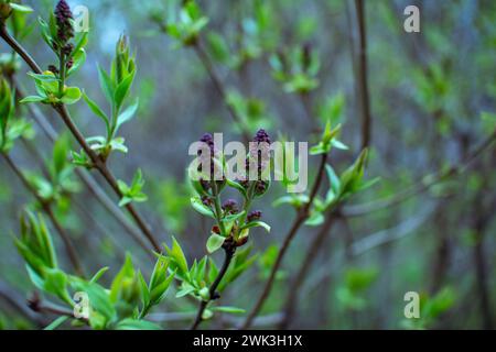 Fermez de beaux bourgeons, branches et feuilles vertes de buissons lilas en fleurs qui poussent dans le jardin. Nature printanière. Banque D'Images