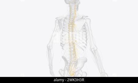 Le système nerveux autonome est un composant du système nerveux périphérique qui régule les processus physiologiques involontaires, y compris la fréquence cardiaque 3d. Banque D'Images