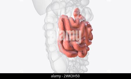 Le jéjunum est l'une des trois sections qui composent l'intestin grêle illustration 3D. Banque D'Images