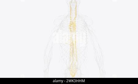 Le système nerveux autonome est un composant du système nerveux périphérique qui régule les processus physiologiques involontaires, y compris la fréquence cardiaque 3d. Banque D'Images