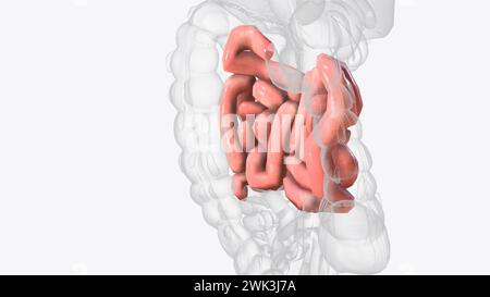 Le jéjunum est l'une des trois sections qui composent l'intestin grêle illustration 3D. Banque D'Images