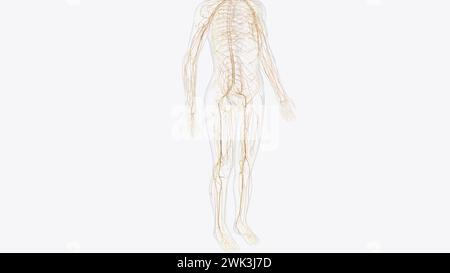 Le système nerveux somatique (SNS) comprend tous les nerfs qui courent vers et à partir de la moelle épinière illustration 3D. Banque D'Images