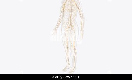 Le système nerveux somatique (SNS) comprend tous les nerfs qui courent vers et à partir de la moelle épinière illustration 3D. Banque D'Images