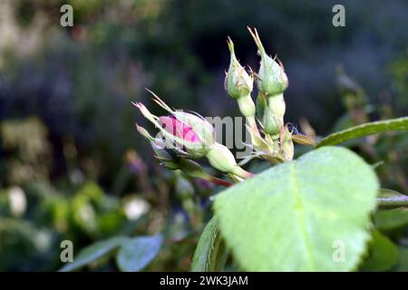 Rosier. Il y a des bourgeons avec des roses sur la branche qui ne se sont pas encore ouverts. Banque D'Images