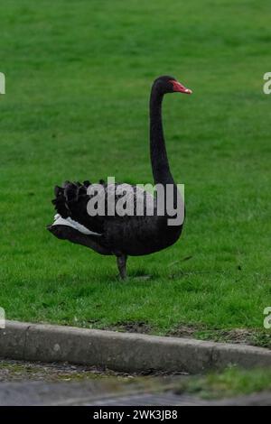 Cygne noir sur une zone gazonnée Banque D'Images