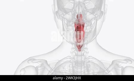 Le pharynx, communément appelé la gorge, est un passage qui s'étend de la base du crâne au niveau de la sixième vertèbre cervicale 3d illust Banque D'Images