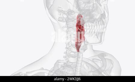 Le pharynx, communément appelé la gorge, est un passage qui s'étend de la base du crâne au niveau de la sixième vertèbre cervicale 3d illust Banque D'Images