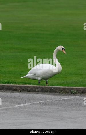 White Swan sur une zone gazonnée Banque D'Images
