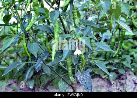 Gros plan d'un buisson sur des branches qui cultivent des piments. Les gousses de Chili vert mûrissent sur les branches. Banque D'Images