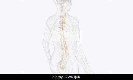 Le système nerveux autonome est un composant du système nerveux périphérique qui régule les processus physiologiques involontaires, y compris la fréquence cardiaque 3d. Banque D'Images