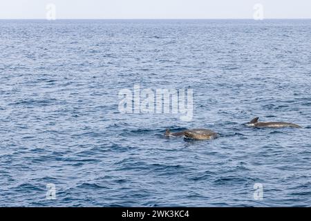 Une famille de baleines pilotes (Globicephala melas), dont un jeune veau, navigue dans les eaux fraîches et texturées de la mer de Norvège, au large des pittoresques Andenes Banque D'Images