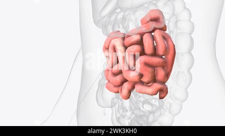 Le jéjunum est l'une des trois sections qui composent l'intestin grêle illustration 3D. Banque D'Images