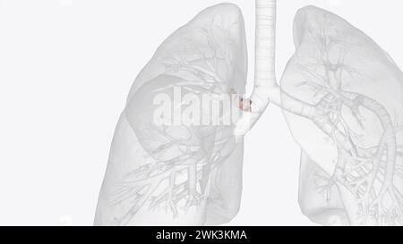 La bronche éparterielle (bronche lobaire supérieure droite) est une branche de la bronche principale droite dégagée à environ 2 3d illustration5 cm de la bifurcat Banque D'Images