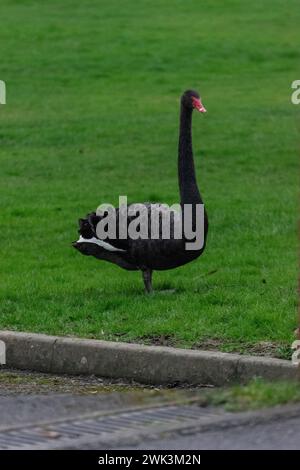 Cygne noir sur une zone gazonnée Banque D'Images