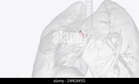 La bronche éparterielle (bronche lobaire supérieure droite) est une branche de la bronche principale droite dégagée à environ 2 3d illustration5 cm de la bifurcat Banque D'Images