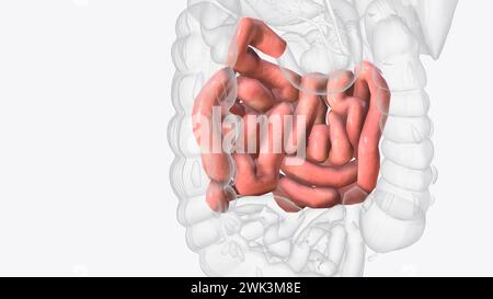 Le jéjunum est l'une des trois sections qui composent l'intestin grêle illustration 3D. Banque D'Images