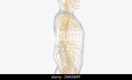 Le système nerveux autonome est un composant du système nerveux périphérique qui régule les processus physiologiques involontaires, y compris la fréquence cardiaque 3d. Banque D'Images