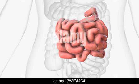 Le jéjunum est l'une des trois sections qui composent l'intestin grêle illustration 3D. Banque D'Images