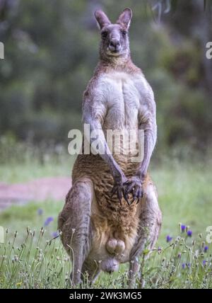 Kangourou mâle (Macropodidae), Australie Banque D'Images