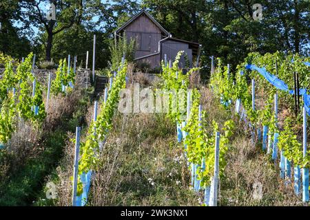 Partie supérieure d'un vignoble avec jeunes plantes, mauvaises herbes et vieux hangar de vignoble. Prise à l'automne près de Stuttgart Feuerbach. Banque D'Images
