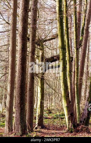 Beau soleil chaud à Templeton Woods près de Dundee qui offre des paysages spectaculaires de la faune, des arbres de forme inhabituelle et des promenades dans la nature, en Écosse Banque D'Images