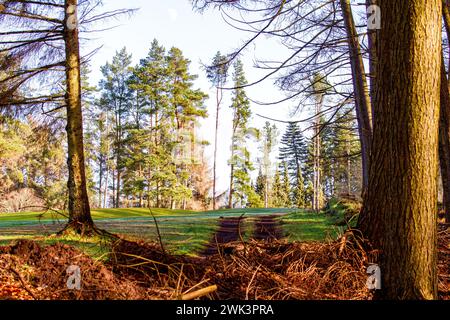 Beau soleil chaud à Templeton Woods près de Dundee qui offre des paysages spectaculaires de la faune, des arbres de forme inhabituelle et des promenades dans la nature, en Écosse Banque D'Images