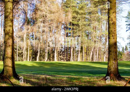 Beau soleil chaud à Templeton Woods près de Dundee qui offre des paysages spectaculaires de la faune, des arbres de forme inhabituelle et des promenades dans la nature, en Écosse Banque D'Images