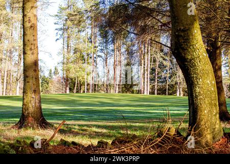 Beau soleil chaud à Templeton Woods près de Dundee qui offre des paysages spectaculaires de la faune, des arbres de forme inhabituelle et des promenades dans la nature, en Écosse Banque D'Images