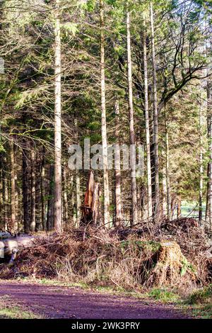 Beau soleil chaud à Templeton Woods près de Dundee qui offre des paysages spectaculaires de la faune, des arbres de forme inhabituelle et des promenades dans la nature, en Écosse Banque D'Images