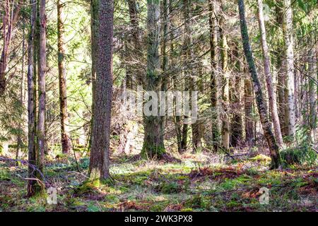 Beau soleil chaud à Templeton Woods près de Dundee qui offre des paysages spectaculaires de la faune, des arbres de forme inhabituelle et des promenades dans la nature, en Écosse Banque D'Images