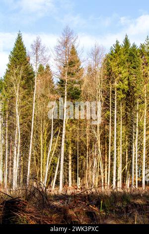 Beau soleil chaud à Templeton Woods près de Dundee qui offre des paysages spectaculaires de la faune, des arbres de forme inhabituelle et des promenades dans la nature, en Écosse Banque D'Images