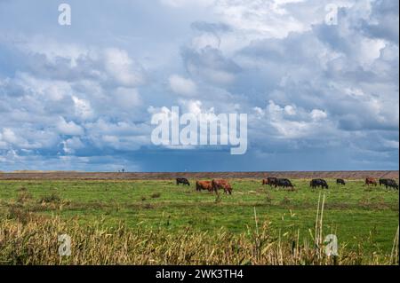 Insel Amrum Nordfriesland - Rinder auf einer Weide hinter dem Deich an der Nordseeküste in Nordfriesland Spaziergänger auf dem Deich Banque D'Images