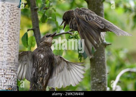 Les étoiles ( Sturnus vulgaris) ne sont pas d'accord sur qui mange en premier du porte-ver de repas Oxfordshire Angleterre royaume-uni Banque D'Images