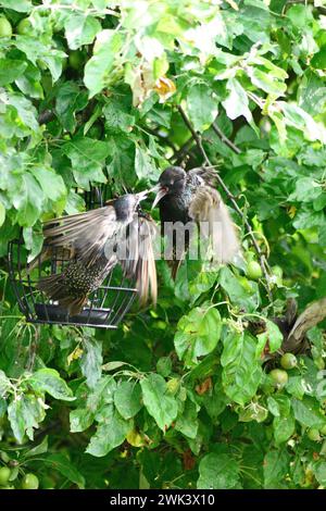 Étourneaux ( Sturnus vulgaris) en désaccord sur qui mange en premier du détenteur de balle de suet Oxfordshire Angleterre royaume-uni Banque D'Images