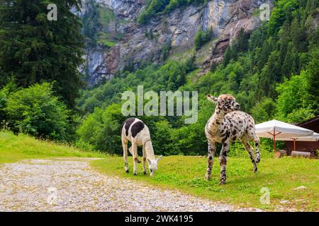 Deux alpacas paître dans la prairie alpine verte en Suisse Banque D'Images