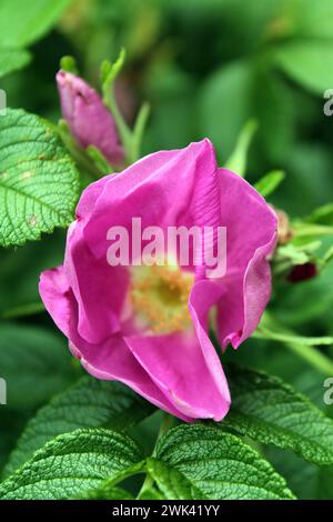 Rose de plage Banque D'Images